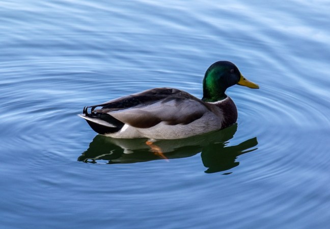 duck-1
